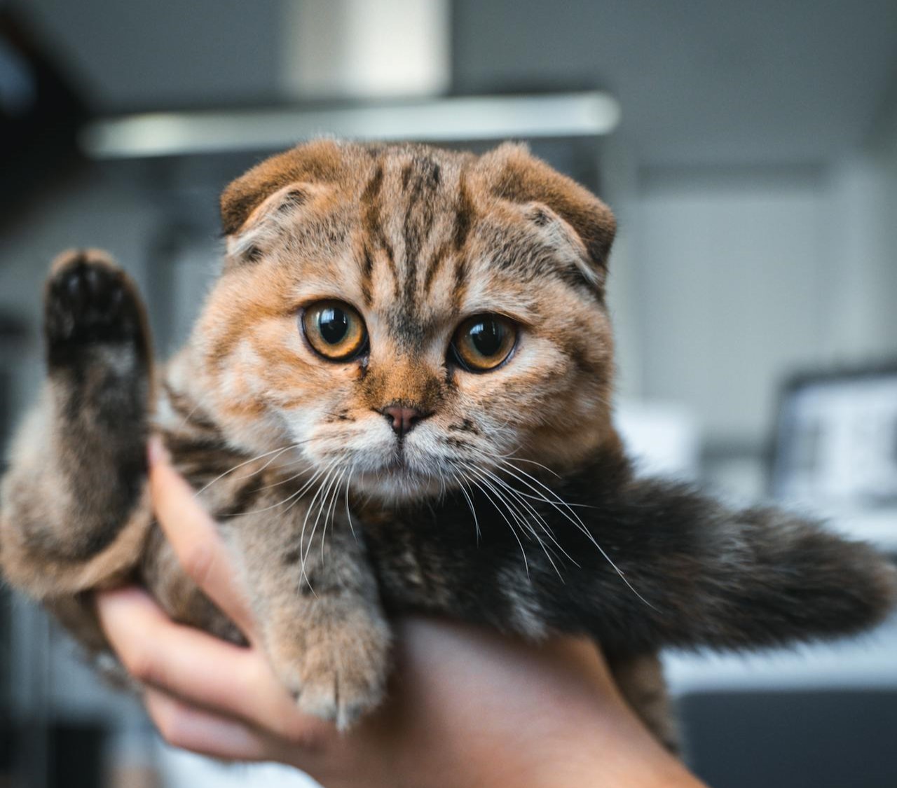 Cat Apart : le site qui vous indique le mieux pour votre chat…