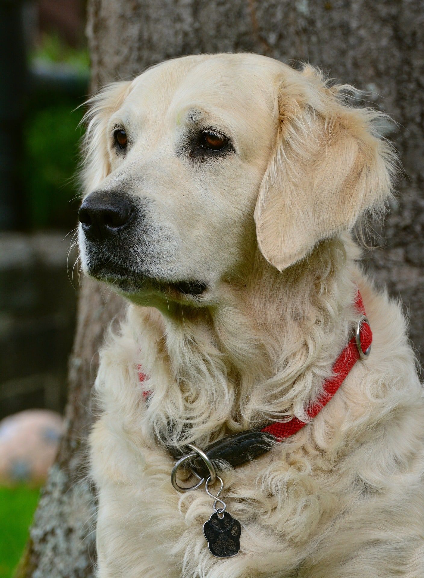 Golden retriever adulte